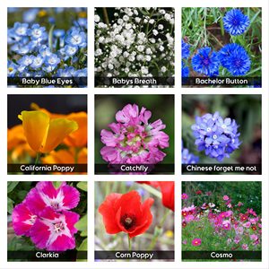 340 000 graines de fleurs sauvages, 1/2 lb, 35 variétés mélangées, fleurs annuelles et <span class=keywords><strong>vivaces</strong></span>, non-OGM, attirant les papillons, pots de fleurs, jardinières - Product Image 2