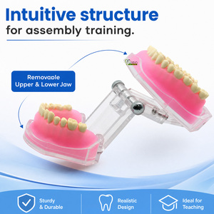 แบบจำลองฟัน ฟันมาตรฐานสำหรับทันตแพทย์ สำหรับการสาธิตทางพยาธิวิทยาในช่วงคริสต์มาส - Product Image 5