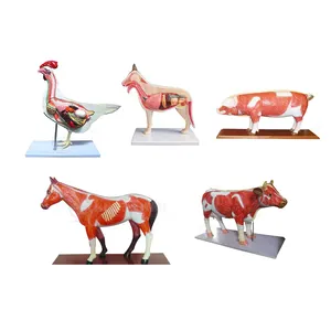 SY-N033 Domestic Animals livestock bio medical teaching Model poultry muscular Model Medical Science