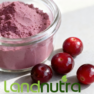 Chiết xuất quả nam việt quất hữu cơ USDA bán chạy nhất, bột quả nam việt quất, bột chiết xuất nam việt quất chất lượng cao - Product Image 3