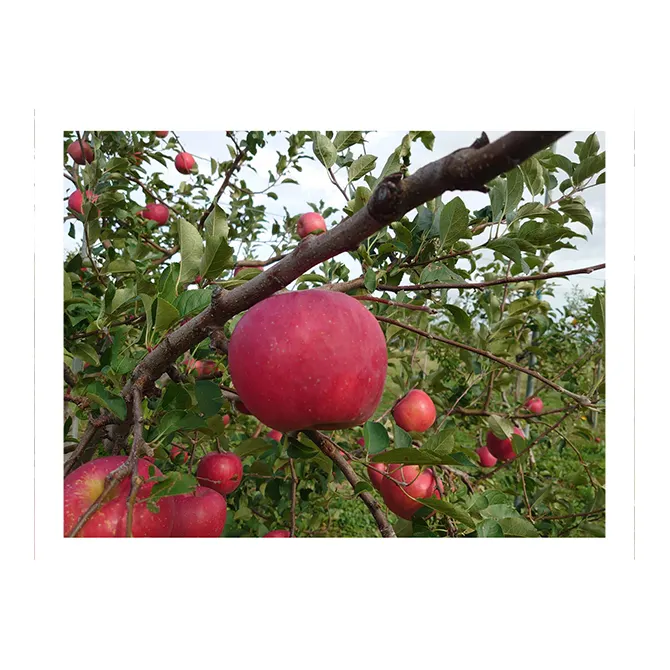 Available year round safe stable supply wholesale prices apples fruits
