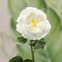 Rose artificielle Juliette faite à la main, toucher réel, pour cérémonie de mariage, décoration intérieure, longue durée, Saint-Valentin, Nouvel An