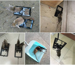 Trampas de Metal reutilizables para ratas, Control de plagas, ratones, atrapamoscas, el más barato, 2022 - Product Image 6