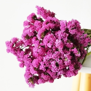 Flores Secas Naturales Preservadas de Myosotis Sylvatica (No Me Olvides) de Zante para Decoración del Hogar, Oficina y Eventos - Product Image 1