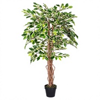 HOMESCAPES Arbre artificiel Ficus variegaté de 1,20 m à 1,50 m, plante d'intérieur avec tronc en bois véritable, feuilles réalistes, pot décoratif pour la maison