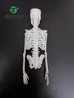 Squelette humain miniature éducatif en PVC de 45 cm