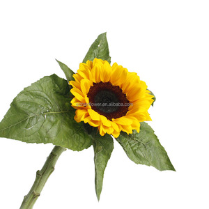 I girasoli hanno assunto un significato simbolico in varie culture, rappresentando ledegnità, l'adorazione e la longevità. Eroli sacri - Product Image 2