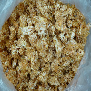 Venta al por mayor de hongos Sparassis Crispa secos y crudos de la marca Henan Chengyitang - Product Image 2