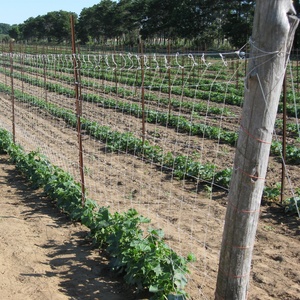 Nhà Máy Nhựa Hỗ Trợ <span class=keywords><strong>Net</strong></span>/Dưa Chuột & Bean & Pea Leo Lưới - Product Image 5