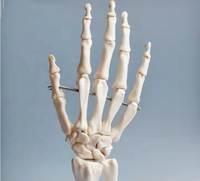 BIG BANG SCIENCE Modelo de Mano Humana Artificial de Tamaño Real, Modelo Anatómico de Esqueleto de Mano de PVC, Modelo de Enseñanza M009, Ciencias Médicas