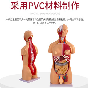 Un torso hermafrodita de 85 cm se puede desmontar en un modelo de torso humano de 23 piezas. El modelo del torso humano incluye partes internas - Product Image 3