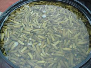 Concombres Conservés au Vinaigre Naturel, Collation Saine à Base de Légumes |   Cornichons marinés en fût |   Fournisseur d'exportation OEM - Product Image 1