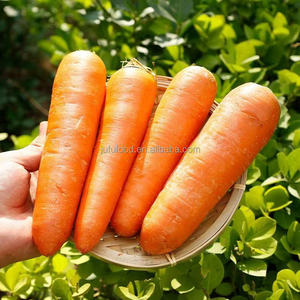 <span class=keywords><strong>2025</strong></span> cây trồng mới cà rốt tươi hữu cơ được trồng và đóng gói cẩn thận - Product Image 4
