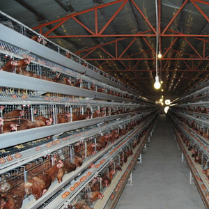 <strong>Cheap</strong> <strong>Price</strong> a Type Layer Chicken <strong>Cage</strong> for Egg Laying with Automatic Chicken Drinker and Feeder - Product Image 6