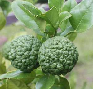 ISO sertifikalı narenciye <span class=keywords><strong>Aurantium</strong></span> özü Neohesperidin 98% HPLC Nhdc tozu Neohesperidin dihidrochalcone - Product Image 2