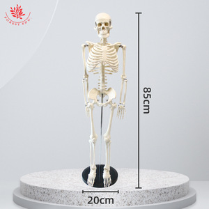 Modèle d'anatomie humaine de 85 cm pour l'enseignement médical, FRT004, squelette, configuration osseuse, modèle de squelette pour démonstration de gym et de yoga - Product Image 2