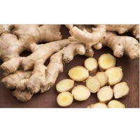Gingembre frais cultivé en ferme, qualité supérieure, gingembre naturel de qualité export, ingrédient épicé pour la cuisine, usage quotidien en cuisine, Ocean Link