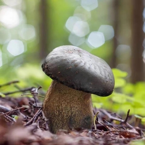 DETAN Exporta Hongos Frescos de la Espécie Wild <span class=keywords><strong>Boletus</strong></span> Pornici - Product Image 5