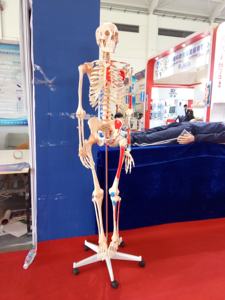 A1002 180cm <strong>Vivid</strong> <strong>Full</strong> Body PVC Muscle Model Human Anatomy Skeleton with Ligament Teaching Model for Medical Schools - Product Image 4