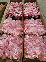 BF-OD01 Fleurs d'orchidées artificielles Phalaenopsis blanches à toucher réel, 9 têtes, tige unique, orchidées bleues, vente en gros