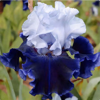 Iris bleu (Tectorum), tolérant à l'ombre, facile à cultiver, semis toute l'année, vivace pour la cour et la verdure en pot