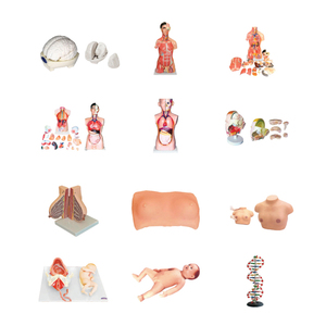 Mô hình đào tạo tiêm Tĩnh MạCh Y tế mô hình đào tạo điều dưỡng mô hình đào tạo đâm thủng cánh tay người - Product Image 2