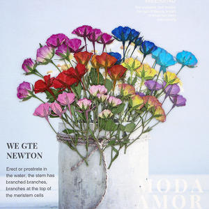 Fleurs <span class=keywords><strong>de</strong></span> <span class=keywords><strong>gypsophile</strong></span> séchées (haleine <span class=keywords><strong>de</strong></span> bébé) pour l'art <span class=keywords><strong>de</strong></span> la résine Fleurs et feuilles séchées pressées pour le bricolage Signets Cadres Fabrication <span class=keywords><strong>de</strong></span> bijoux - Product Image 1