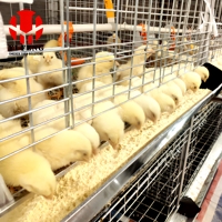 Cage de couvaison industrielle de type H en métal, équipement complet d'élevage avicole pour projet commercial d'élevage de poulets pondeurs