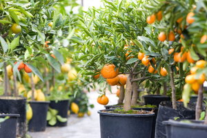Pots à fleurs en plastique de toutes tailles 1, 2, 3, 5, 7, 10, 14, 15, 20 gallons, pots simples <span class=keywords><strong>pour</strong></span> pépinière de jardin, pots <span class=keywords><strong>pour</strong></span> <span class=keywords><strong>plantes</strong></span>, contenants de jardinage en plein air - Product Image 4