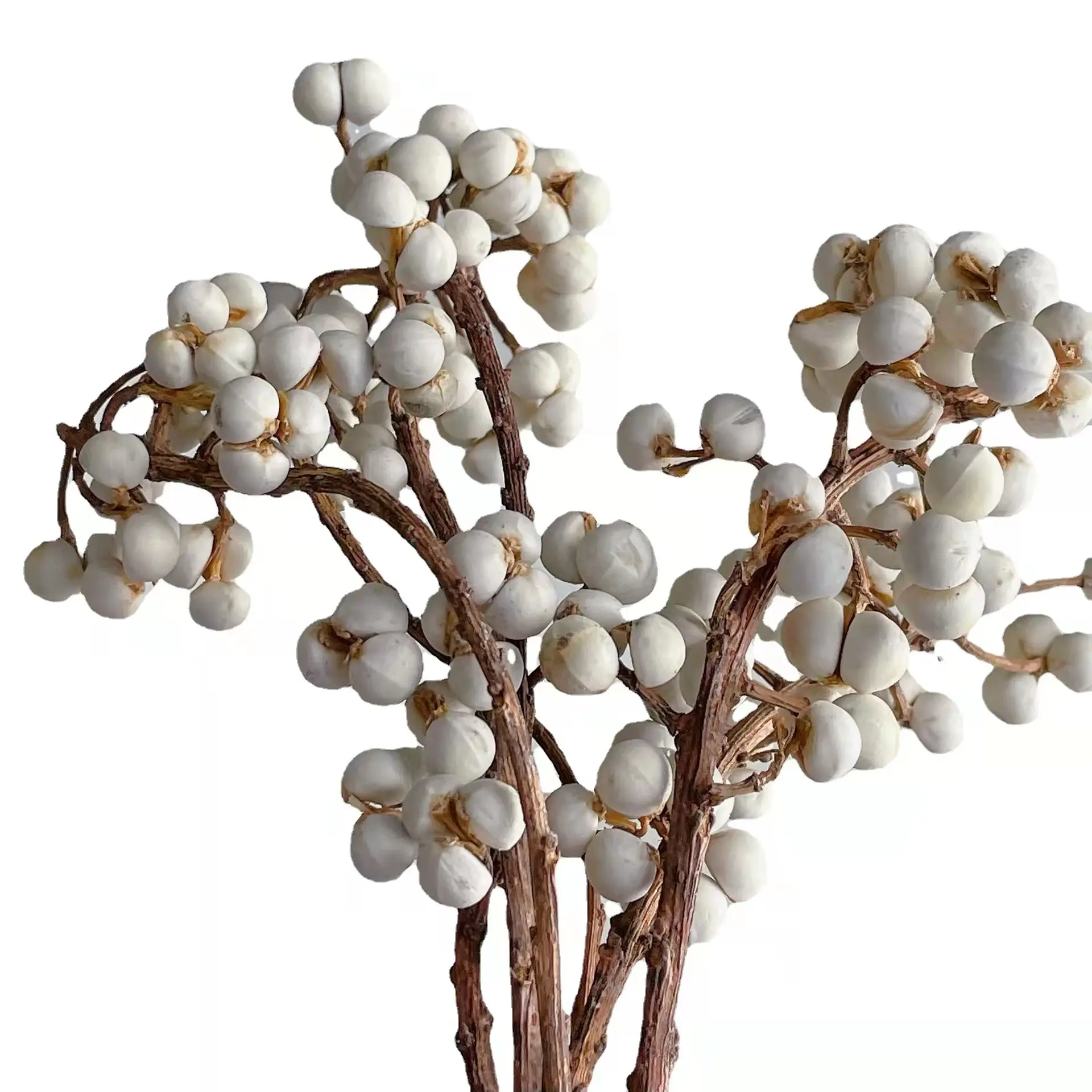 ต้นแปะก๊วยขนาดเล็ก,ต้นเม็กโคอาเรีย Sebiferum Tallow Berry
