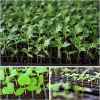 Plateaux de semis en plastique/GPPS/PE/PP durables Offre Spéciale 21/32/50/72/105/128 cellules