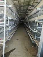 Cage automatique double usage pour poules pondeuses et poulets de chair – Configuration de système d'élevage intelligent – Cage à poulets automatique