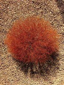 2025 Vente Chaude 20-30cm Préservé Tumbleweed Fleurs Séchées pour Table Basse Décoration Arrangements De Mariage Saint Valentin - Product Image 1