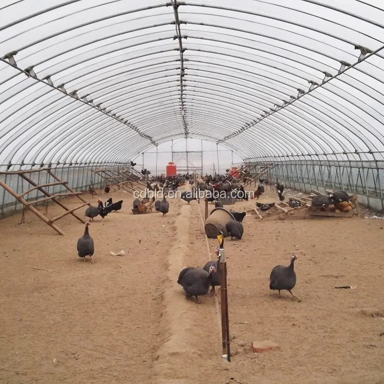 Easily installed farm chicken growing high backyrad breeding single-span poultry greenhouse supplies tunnels greenhouse