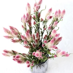 Flores Secas Ombre (Cola de Fénix/<span class=keywords><strong>Celosia</strong></span>) Blancas y Rosas de 60-70cm para Regalos de Navidad y Decoración del Hogar - Product Image 1