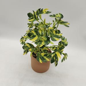 <span class=keywords><strong>Mini</strong></span> <span class=keywords><strong>bassin</strong></span> de fleurs en plastique de verdure artificielle en pot pour la Simulation intérieure bonsaï artificiel maison ferme décor <span class=keywords><strong>jardin</strong></span> Applica - Product Image 3