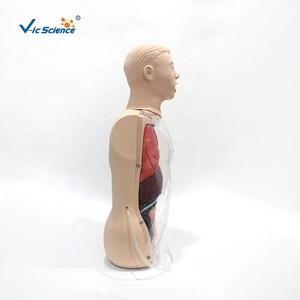 Modèle de mannequin d'entraînement pour infirmières, modèle de torse d'anatomie humaine, modèle transparent de lavage gastrique, modèle anatomique d'enseignement du torse - Product Image 2