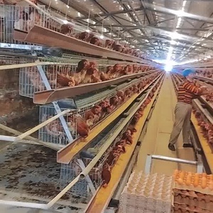Pondoirs automatiques galvanisés de type A pour poules pondeuses, système d'élevage automatique à 4 niveaux, nettoyage facile, longue durée de vie - Product Image 6