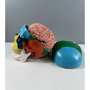 Modelo de esqueleto humano 3 cráneos asiáticos de colores con 8 modelos de cerebro - Product Image 4