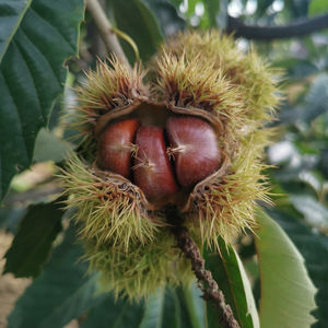 Castañas Frescas Orgánicas Crudas de Tamaño Pequeño de Beijing, China - Product Image 3