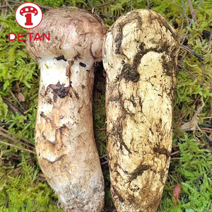 Trung Quốc chất lượng cao tươi Hoang Dã nấm thiên nhiên hoang dã <span class=keywords><strong>matsutake</strong></span> thông Nấm - Product Image 2