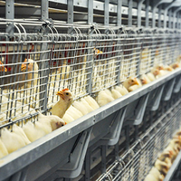 Cage à poulets automatique en acier de type H, nouvelle, galvanisée à chaud, contrôle précis de la température, longue durée de vie, élevage de poulets
