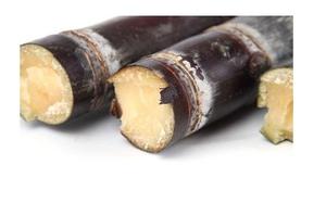 サトウキビエキスPolicosanol粉末<span class=keywords><strong>Octacosanol</strong></span>粉末 - Product Image 3