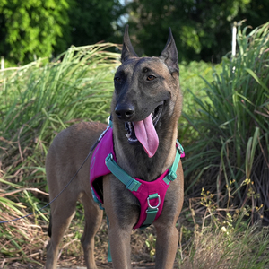 Truelove Atacado Ajustável Rastreamento <span class=keywords><strong>Dog</strong></span> Backpack <span class=keywords><strong>Harness</strong></span> Reflexivo Nylon Durável Respirável Treinamento Pet <span class=keywords><strong>Harness</strong></span> com Luz - Product Image 5