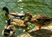 Clôture en treillis galvanisé et recouvert de PVC, grillage diamanté antirouille pour enclos de volailles, canards et bétail