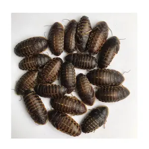 Dubai hamamböceği hayvanlar yenilebilir böcek eko taze dubai Roach sürüngen gıda