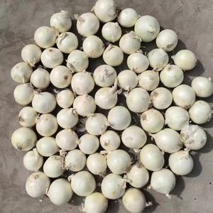 Oignons frais Jaune Rouge 5-7cm 6-8cm Nourriture Chine Direct Écologique En Vrac 40RF Chine <span class=keywords><strong>Oignon</strong></span> Durable pour Restaurants Prix Bas - Product Image 3