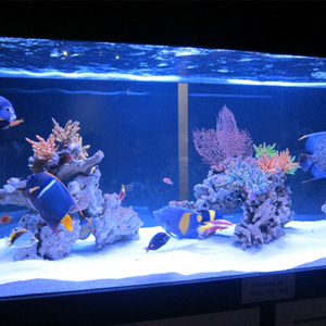 Bể cá cảnh acrylic lớn, nhiều kích cỡ, độ dày khác nhau, đặt làm theo yêu cầu, bể cá tôm hùm - Product Image 2