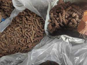 Küçük <span class=keywords><strong>pet</strong></span> hayvan <span class=keywords><strong>pet</strong></span> çiğnemek oyuncak için doğa ilk söğüt Spiral - Product Image 5