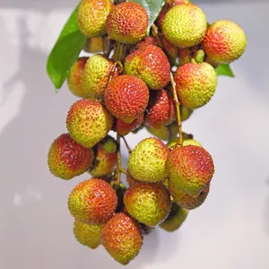 Vers Sappig Lychee Liche Litchi Lichi Vers Fruit (Fi Tsz Siu)